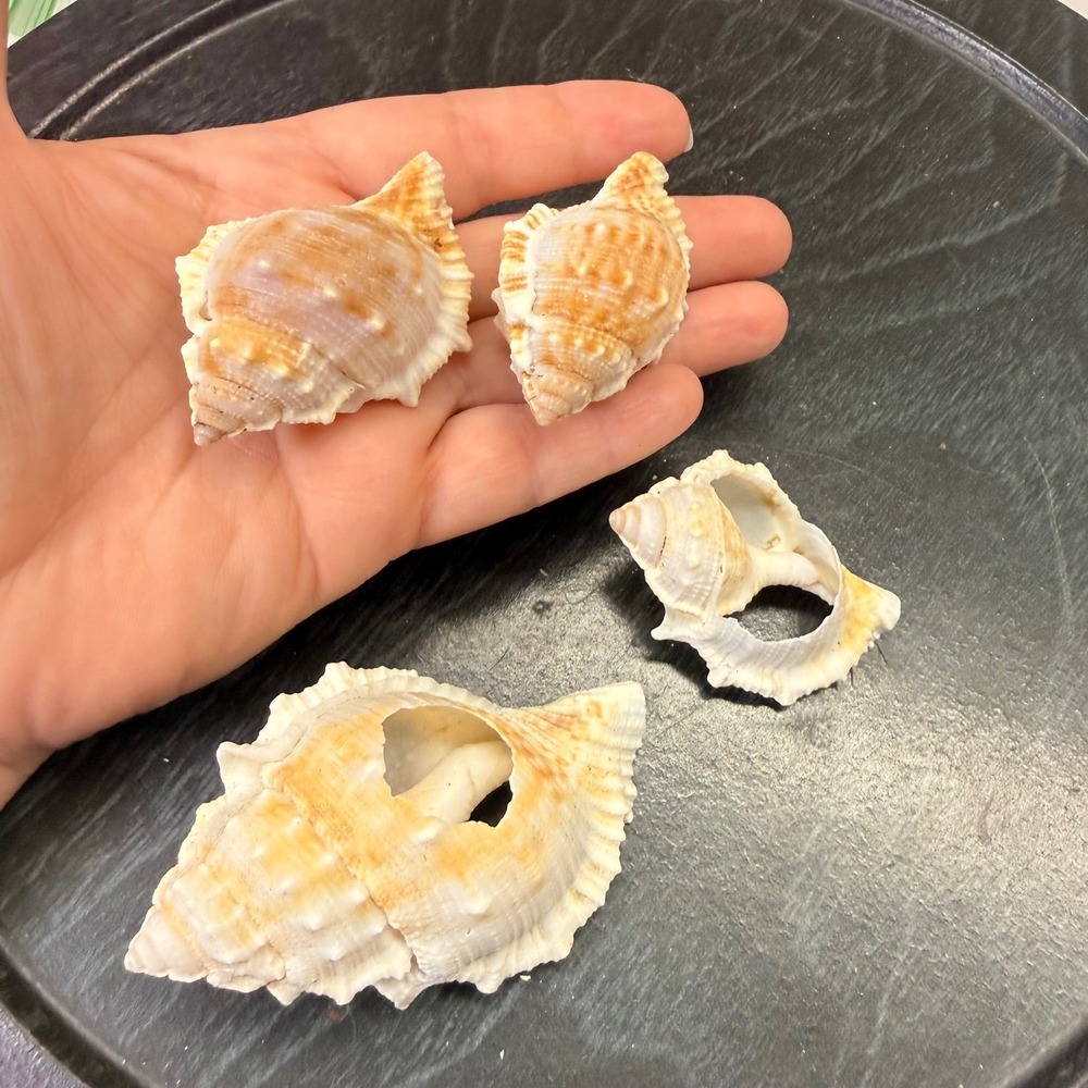 Frog‎ seashells Set of 4 Coastal Decor Crafting Shells Tan Orange Cream